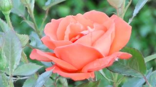beautiful flower 2