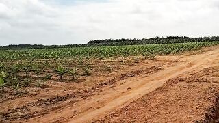Banana