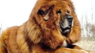 Amizing short video #febspot #viral #armanuecrv