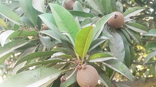 چیکوں کا درخت اور اس میں پہل