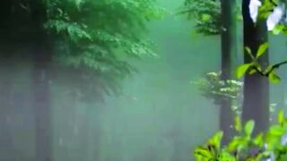 Forest walk