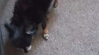 Соня собачка