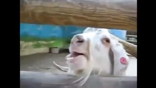Смешные животные /Funny animals/#3