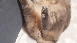Cat Talking on the Phone #cat #funny #funnycats #funnyshorts #funnyvideo #shortvideo #short #shorts