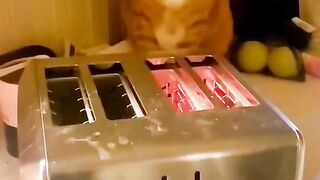 Cute cat moment