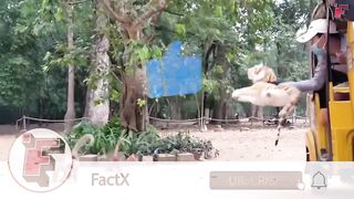Лучшие приколы над животными best animal jokes 最高の動物のジョーク