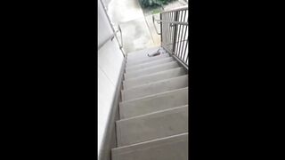 Смешные животные /Funny animals/#4