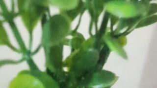 chili plastic flower