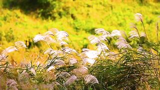 meadow in spring