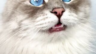 Котик