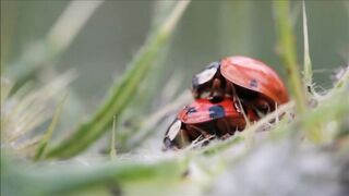 How beetles reproduce