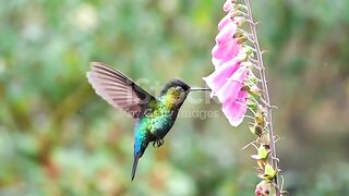 Hummingbird feeding on a proxy flower