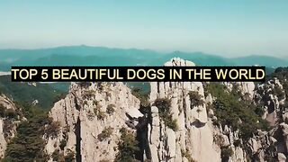 TOP 5 BEAUTIFUL DOGS IN THE WORLD dog