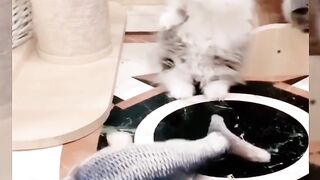Funny cat stress