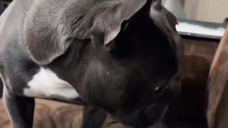 Dogs Doing Funny Things TikTok Compilation 2023