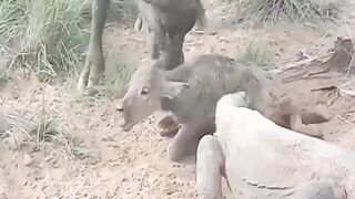 Komodo try to attack small buffalo but luckily the mother help him from this danger