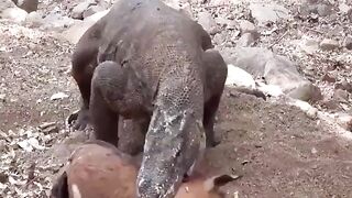 Komodo Dragons swallowed a Goat.