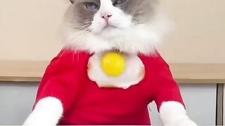 El Mejor Gato Chef De Tik Tok That little Puff ASMR copilation 09 2