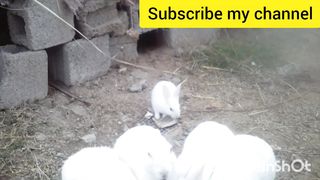 Rabbit ke bacche short video