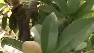 चीकू को घर पर कैसे पकाएँ