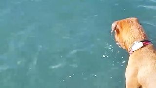 Dog diving for stones.