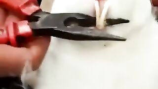 Rabbit Long Teeth ???