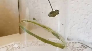 Water cup decoration