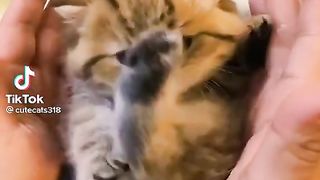 TikTok Compilation! Top March 2023 Tik Tok Vines - Best Humor, Funny Videos, & Trends!