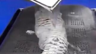 Amazing fried fish