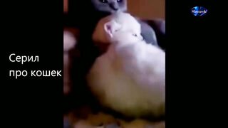 This cat should not be let off the leash.  Cats and dogs.  Fun with animals.  2023