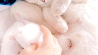 Baby cats are so cute #viral #febspot #trending # shorts