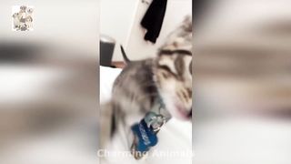 Funniest Animal Moments Funny Dogs and Cats Funny videos Compilation #55