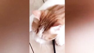 Funny Animal Videos 2023 ???? - Funniest Dogs And Cats Videos ???? #27|4k pets life