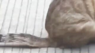 Funniest Animals Compilation 2023 ???? Funny Cats And Dogs ????????