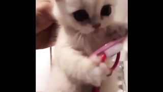 Funniest Cats and Dogs 2023 ???????? funny compilation #51