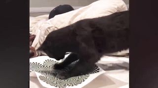 Funny animals. The most funny moments with cats and dogs. Animal Sounds. Part 163