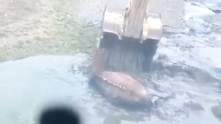 SOS horse