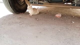 Cute cat sitting under the truck haha !