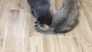 Cat combat Cat