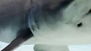Awesome Shark Encounters Close Up!????
