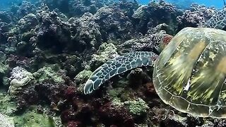 Heros on the half shell - we love turtles!