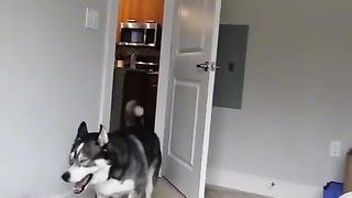 Husky Dog selfie video