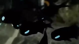 _ Flashliagt Fish