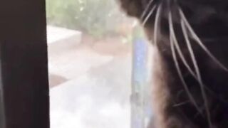 Funny cute cat 2