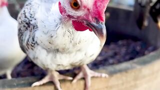 Amazing Hen