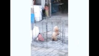 cute and funny puppies 01.