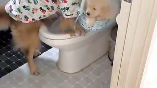 Dogs go to the toilet