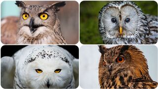 Most beauty and colourful owls