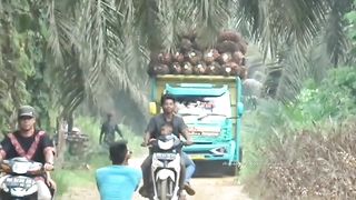 Aksi nekat para supir truk sawit
