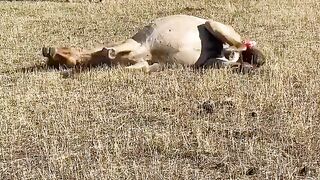 Poor thing, I was so tired, I fell down. Mother animals have a hard time giving birth, just like humans